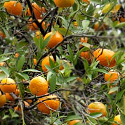 Плоды Израилевы